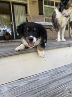 Chevy - (Lime Green Collar) , a female Miniature Australian Shepherd for sale in Brooksville, FL – 8 of 10