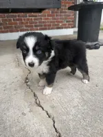 Chevy- (Purple Collar) , a female Miniature Australian Shepherd for sale in Brooksville, FL – 9 of 10