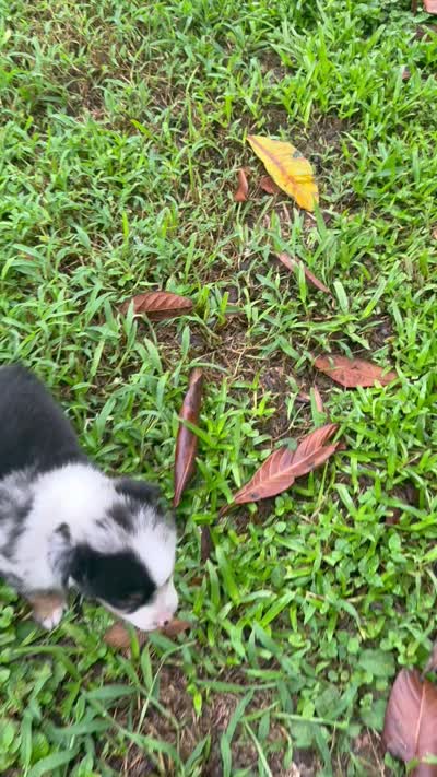 Shelby- (Pink Collar), a female Miniature Australian Shepherd for sale in Brooksville, FL – 8 of 8