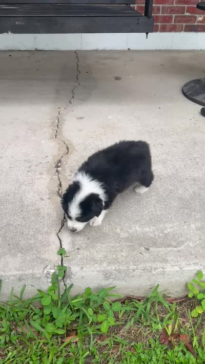 Diesel- (Green Collar), a male Miniature Australian Shepherd for sale in Brooksville, FL – 8 of 8