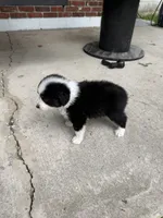 Diesel- (Green Collar), a male Miniature Australian Shepherd for sale in Brooksville, FL – 6 of 8