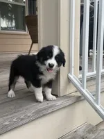 Diesel- (Green Collar), a male Miniature Australian Shepherd for sale in Brooksville, FL – 3 of 8
