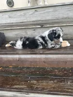 Ford - (Blue Collar), a male Miniature Australian Shepherd for sale in Brooksville, FL – 6 of 8