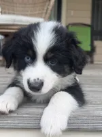 Diesel- (Green Collar), a male Miniature Australian Shepherd for sale in Brooksville, FL – 2 of 8