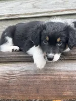 Chevy - (Lime Green Collar) , a female Miniature Australian Shepherd for sale in Brooksville, FL – 9 of 10