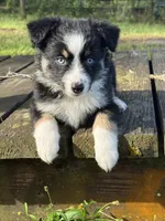 Chevy- (Purple Collar) , a female Miniature Australian Shepherd for sale in Brooksville, FL – 4 of 10