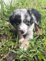 Ford - (Blue Collar), a male Miniature Australian Shepherd for sale in Brooksville, FL – 7 of 8