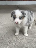 Dakota - (Teal Collar) , a female Miniature Australian Shepherd for sale in Brooksville, FL – 6 of 6