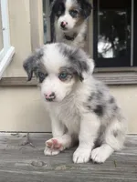 Dakota - (Teal Collar) , a female Miniature Australian Shepherd for sale in Brooksville, FL – 1 of 6