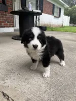 Diesel- (Green Collar), a male Miniature Australian Shepherd for sale in Brooksville, FL – 4 of 8