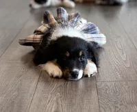 Chevy - (Lime Green Collar) , a female Miniature Australian Shepherd for sale in Brooksville, FL – 5 of 10