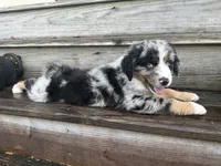Ford - (Blue Collar), a male Miniature Australian Shepherd for sale in Brooksville, FL – 2 of 8