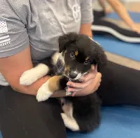 Chevy - (Lime Green Collar) , a female Miniature Australian Shepherd for sale in Brooksville, FL – 3 of 10