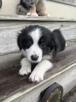 Lexus- (Light Purple Collar), a female Miniature Australian Shepherd for sale in Brooksville, FL – 6 of 9