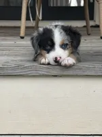 Shelby- (Pink Collar), a female Miniature Australian Shepherd for sale in Brooksville, FL – 2 of 8