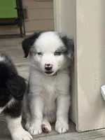 Sierra - (Sierra) , a female Miniature Australian Shepherd for sale in Brooksville, FL – 7 of 9