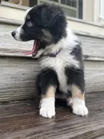 Chevy- (Purple Collar) , a female Miniature Australian Shepherd for sale in Brooksville, FL – 5 of 10