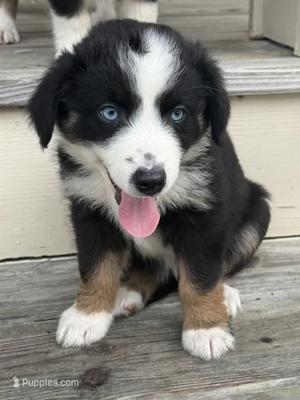 Caddy- (Pink Collar)  – Miniature Australian Shepherd puppy for sale in Brooksville, FL