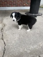 Lexus- (Light Purple Collar), a female Miniature Australian Shepherd for sale in Brooksville, FL – 9 of 9