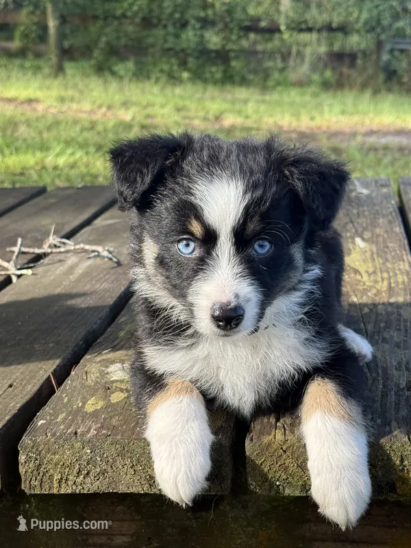 Chevy- (Purple Collar)  – Miniature Australian Shepherd puppy for sale in Brooksville, FL