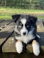 Chevy- (Purple Collar) , a female Miniature Australian Shepherd for sale in Brooksville, FL – 1 of 10