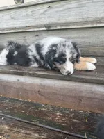 Ford - (Blue Collar), a male Miniature Australian Shepherd for sale in Brooksville, FL – 8 of 8