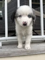 Sierra - (Sierra) , a female Miniature Australian Shepherd for sale in Brooksville, FL – 8 of 9
