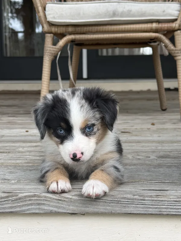 Shelby- (Pink Collar) – Miniature Australian Shepherd puppy for sale in Brooksville, FL
