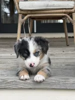 Shelby- (Pink Collar), a female Miniature Australian Shepherd for sale in Brooksville, FL – 1 of 8