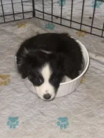 Lexus- (Light Purple Collar), a female Miniature Australian Shepherd for sale in Brooksville, FL – 5 of 9