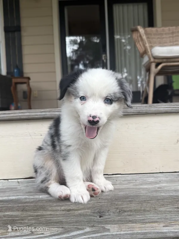 Sierra - (Sierra)  – Miniature Australian Shepherd puppy for sale in Brooksville, FL