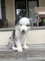 Sierra - (Sierra) , a female Miniature Australian Shepherd for sale in Brooksville, FL – 1 of 9