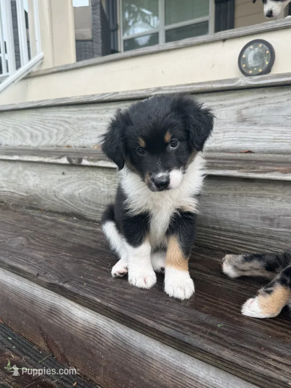Chevy - (Lime Green Collar)  – Miniature Australian Shepherd puppy for sale in Brooksville, FL
