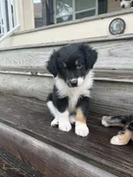 Chevy - (Lime Green Collar) , a female Miniature Australian Shepherd for sale in Brooksville, FL – 1 of 10