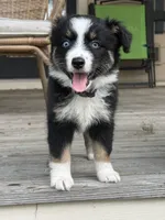 Chevy- (Purple Collar) , a female Miniature Australian Shepherd for sale in Brooksville, FL – 2 of 10