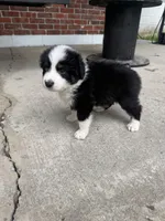 Diesel- (Green Collar), a male Miniature Australian Shepherd for sale in Brooksville, FL – 5 of 8