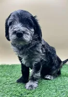 Indigo, a male Miniature Goldendoodle for sale in Hendersonville, NC – Photo 5 of 5