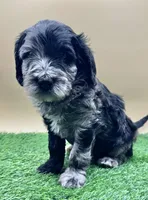 Indigo, a male Miniature Goldendoodle for sale in Hendersonville, NC – Photo 3 of 5