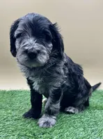 Indigo, a male Miniature Goldendoodle for sale in Hendersonville, NC – Photo 2 of 5