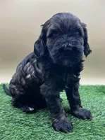 Carbon, a male Miniature Goldendoodle for sale in Hendersonville, NC – Photo 1 of 3