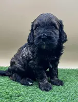 Carbon, a male Miniature Goldendoodle for sale in Hendersonville, NC – Photo 2 of 3