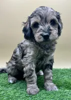 Leather, a male Miniature Goldendoodle for sale in Hendersonville, NC – Photo 3 of 5