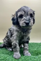 Leather, a male Miniature Goldendoodle for sale in Hendersonville, NC – Photo 2 of 5