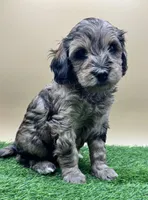 Leather, a male Miniature Goldendoodle for sale in Hendersonville, NC – Photo 5 of 5