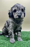 Leather, a male Miniature Goldendoodle for sale in Hendersonville, NC – Photo 1 of 5