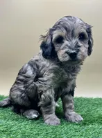 Leather, a male Miniature Goldendoodle for sale in Hendersonville, NC – Photo 4 of 5