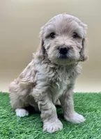 Linen, a female Miniature Goldendoodle for sale in Hendersonville, NC – Photo 1 of 4