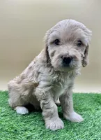 Linen, a female Miniature Goldendoodle for sale in Hendersonville, NC – Photo 2 of 4