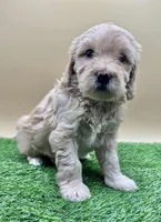 Linen, a female Miniature Goldendoodle for sale in Hendersonville, NC – Photo 4 of 4