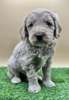 Champagne, a male Miniature Goldendoodle for sale in Hendersonville, NC – Photo 2 of 5